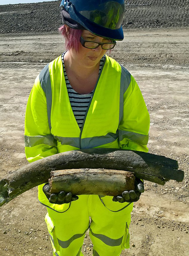 A MOLA Headland archaeologist holding two woolly mammoth tusks © Highways England, courtesy of MOLA Headland Infrastructure