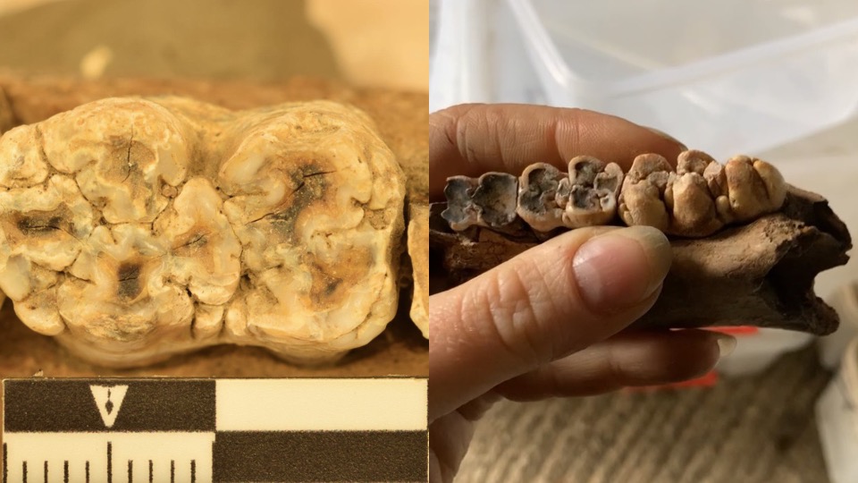 two pictures of pig teeth, one close up, one multiple teeth in jawbone