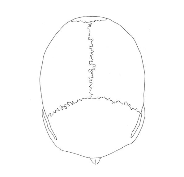 Line drawing of the top of a human skull, showing the sutures which join together the skull