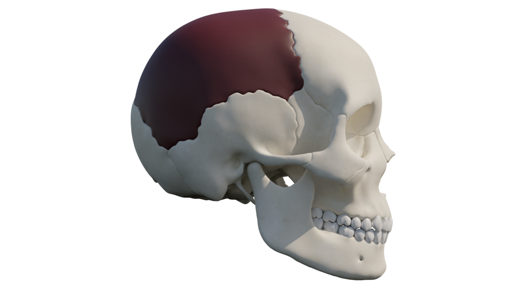 Graphic showing an illustration of a human skull, the back right of the skull is highlighted, this is where the bone to make the comb came from. 