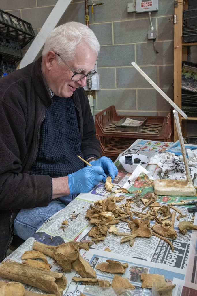 Member of the post-excavation team sorting animal bone from archaeological excavations.